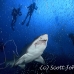 shark_tiger_sand_atlas_h_0282_nca0740.jpg